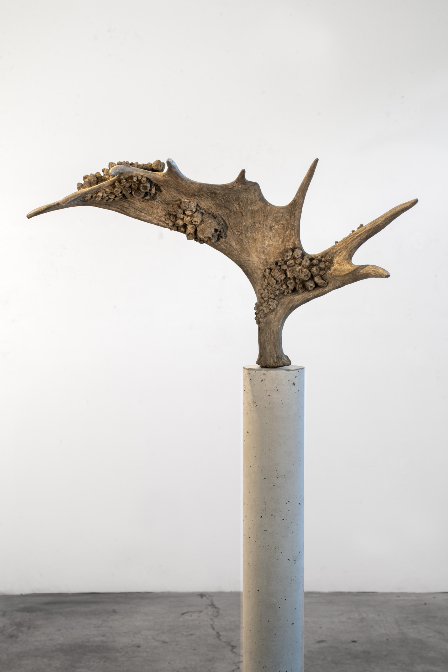SeaShed (Moose) 2026 (detail)