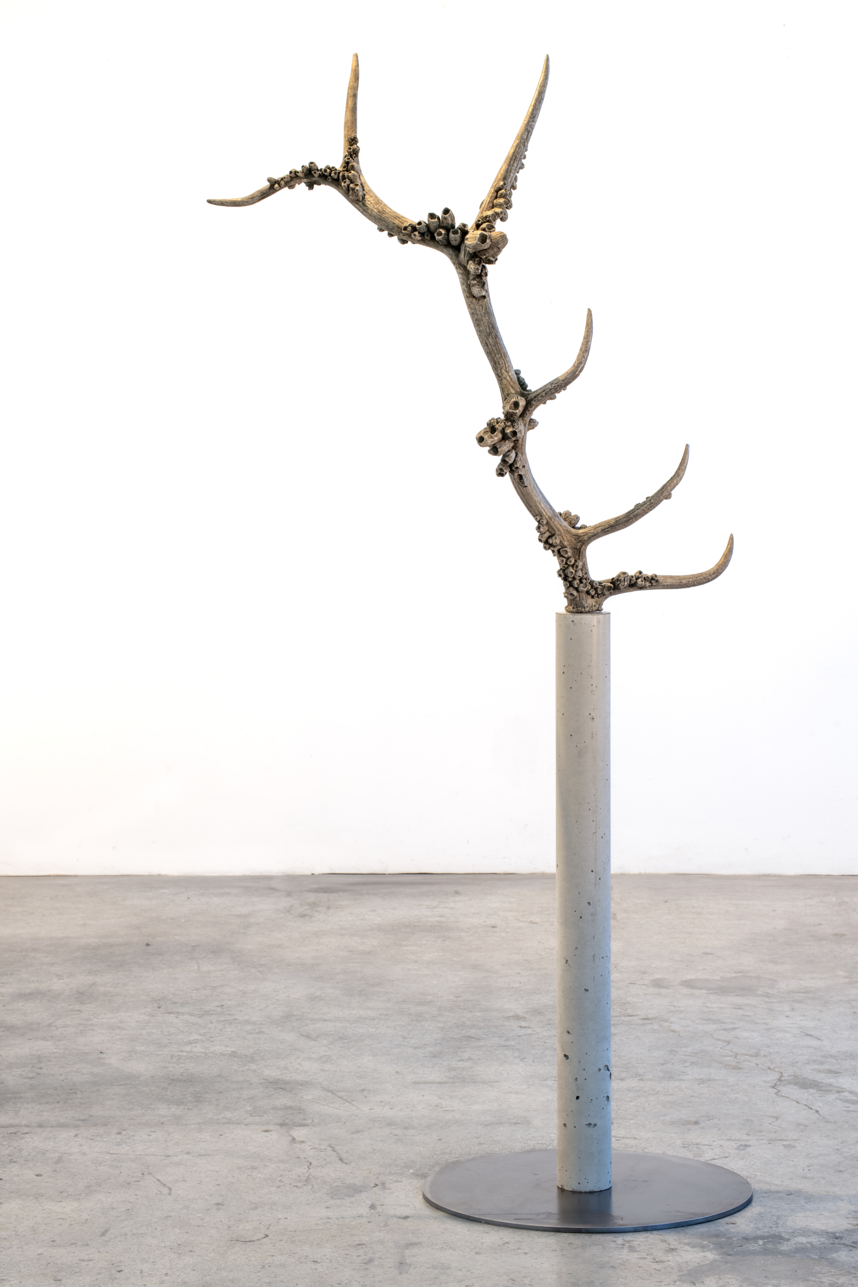 SeaShed (Elk) 2026